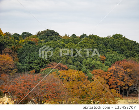 Autumn park scenery with colorful trees (21st Century Forest and Square, Matsudo City, Chiba Prefecture) Autumn park scenery with colorful trees (21st Century Forest and Square, Matsudo City, Chiba Prefecture) 133452707