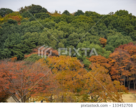 秋日公園景色,色彩繽紛的樹木(千葉縣松戶市21世紀森林廣場) 秋日公園景色,色彩繽紛的樹木(千葉縣松戶市21世紀森林廣場) 133452708
