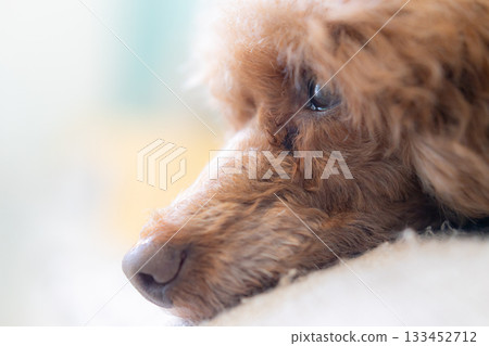 A toy poodle gazing into the distance in the light A toy poodle gazing into the distance in the light 133452712