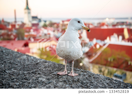Tallinn and sea gull Tallinn and sea gull 133452819