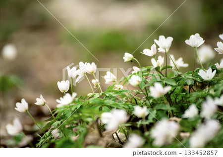 White anemone flowers growing in spring forest, natural seasonal background 133452857
