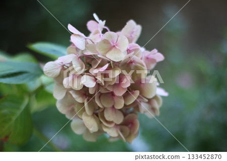 Beautiful hydrangea flower close up photography 133452870