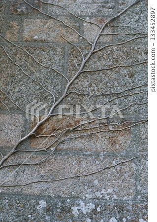 Dried tree branch on the floor. Vintage abstract photography Dried tree branch on the floor. Vintage abstract photography 133452897