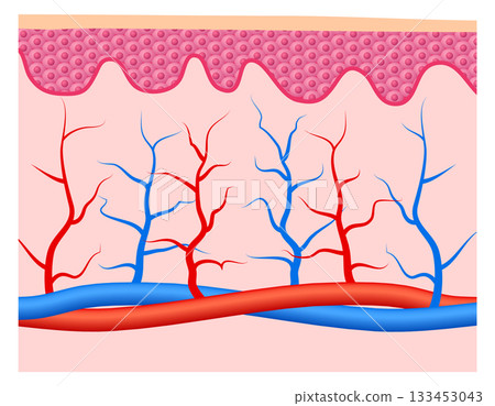 A drawing of a body with red and blue veins 133453043