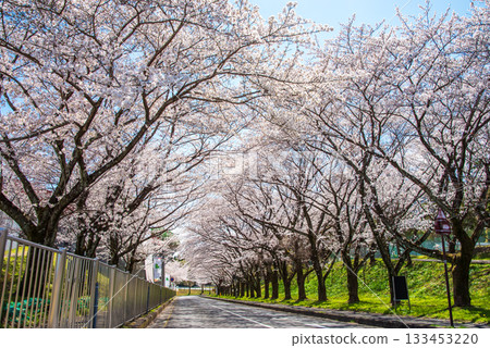 成排盛開的櫻花樹(岐阜縣養老公園) 成排盛開的櫻花樹(岐阜縣養老公園) 133453220