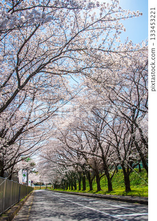 Rows of cherry blossom trees in full bloom (Yoro Park, Gifu Prefecture) Rows of cherry blossom trees in full bloom (Yoro Park, Gifu Prefecture) 133453221