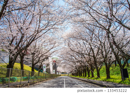 Rows of cherry blossom trees in full bloom (Yoro Park, Gifu Prefecture) Rows of cherry blossom trees in full bloom (Yoro Park, Gifu Prefecture) 133453222