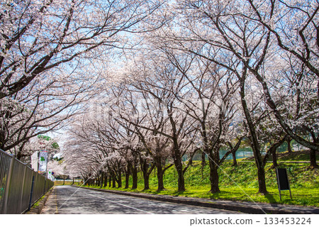 Rows of cherry blossom trees in full bloom (Yoro Park, Gifu Prefecture) Rows of cherry blossom trees in full bloom (Yoro Park, Gifu Prefecture) 133453224