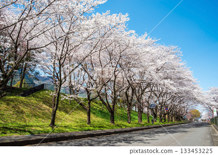 Rows of cherry blossom trees in full bloom (Yoro Park, Gifu Prefecture) 133453225