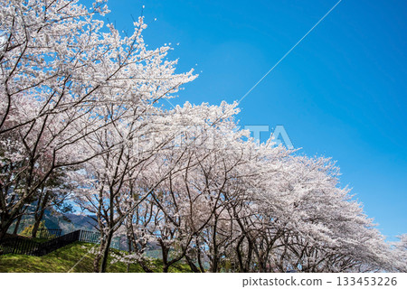 Cherry blossom trees in full bloom and blue skies (Yoro Park, Gifu Prefecture) Cherry blossom trees in full bloom and blue skies (Yoro Park, Gifu Prefecture) 133453226