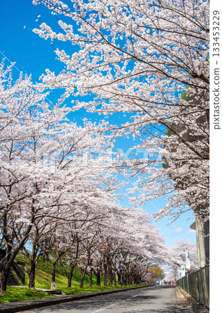 Rows of cherry blossom trees in full bloom (Yoro Park, Gifu Prefecture) 133453229
