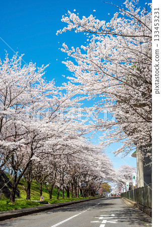成排盛開的櫻花樹（岐阜縣養老公園） 133453231