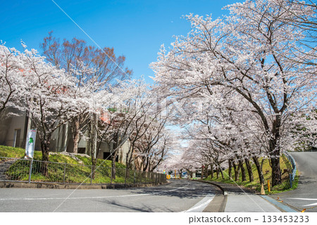Rows of cherry blossom trees in full bloom (Yoro Park, Gifu Prefecture) 133453233