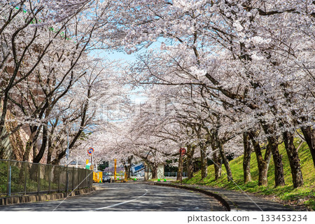 成排盛開的櫻花樹（岐阜縣養老公園） 133453234