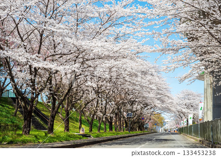 Cherry blossoms in full bloom (Yoro Park, Gifu Prefecture) 133453238