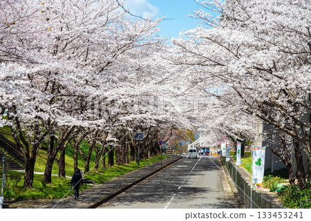 Cherry blossoms in full bloom (Yoro Park, Gifu Prefecture) 133453241