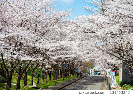 Cherry blossoms in full bloom (Yoro Park, Gifu Prefecture) 133453243