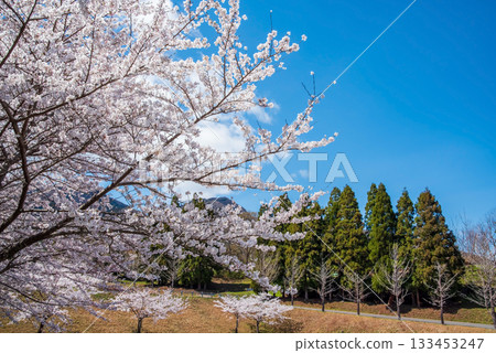 Cherry blossoms in full bloom and blue skies (Yoro Park, Gifu Prefecture) Cherry blossoms in full bloom and blue skies (Yoro Park, Gifu Prefecture) 133453247