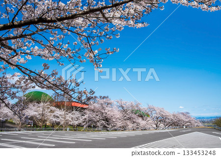 Cherry blossoms in full bloom and blue skies (Yoro Park, Gifu Prefecture) Cherry blossoms in full bloom and blue skies (Yoro Park, Gifu Prefecture) 133453248