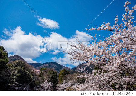 Cherry blossoms in full bloom and blue skies (Yoro Park, Gifu Prefecture) 133453249