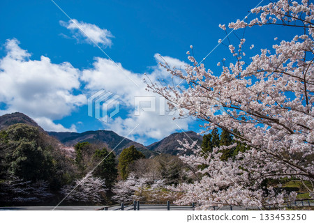 Cherry blossoms in full bloom and blue skies (Yoro Park, Gifu Prefecture) 133453250
