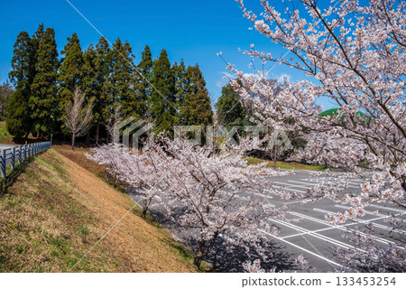 Cherry blossoms in full bloom (Yoro Park, Gifu Prefecture) 133453254