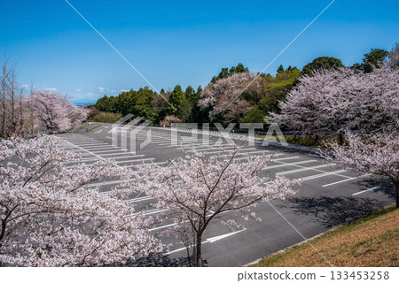 Cherry blossoms in full bloom (Yoro Park, Gifu Prefecture) 133453258