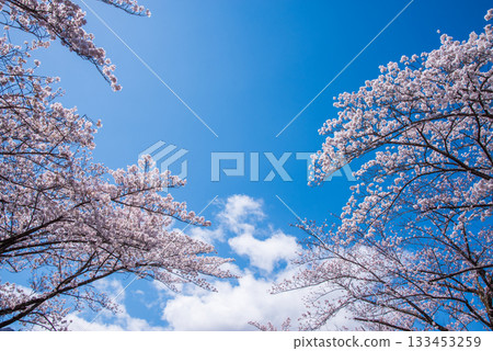 Cherry blossoms in full bloom and blue skies (Yoro Park, Gifu Prefecture) 133453259