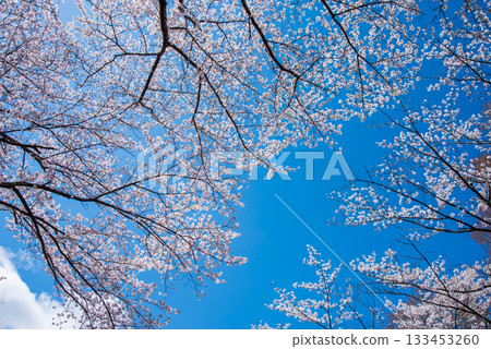Cherry blossoms in full bloom and blue skies (Yoro Park, Gifu Prefecture) Cherry blossoms in full bloom and blue skies (Yoro Park, Gifu Prefecture) 133453260