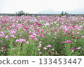  Cosmos field 133453447