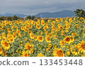 A sunflower field that shines in the blue sky 133453448