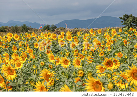 A sunflower field that shines in the blue sky A sunflower field that shines in the blue sky 133453448