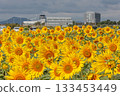 Sunflowers and control tower 133453449