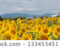 Sunflower field spreading to one side 133453451