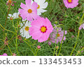 Autumn flower cosmos pink cosmos is blooming 133453453