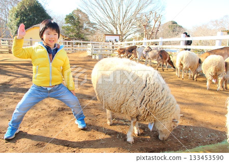Boy interacting with sheep Boy interacting with sheep 133453590