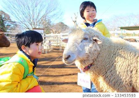 Brothers interacting with sheep Brothers interacting with sheep 133453593