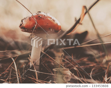 Close-up of a red fly agaric mushroom growing in autumn forest among dry grass and pine needles. A woodland scene perfect for nature and fall concepts 133453608
