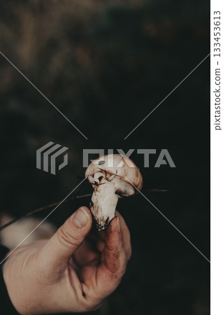 Hand holding a wild mushroom against a blurred natural background. A person's hand delicately holds a freshly picked mushroom The white mushroom 133453613