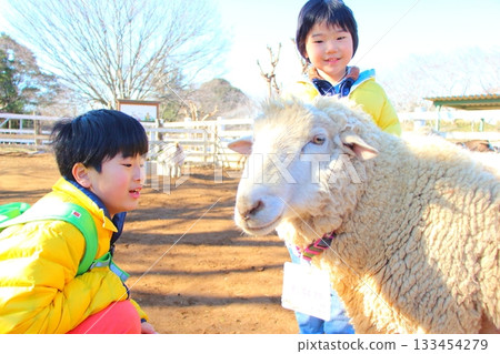 Brothers interacting with sheep Brothers interacting with sheep 133454279