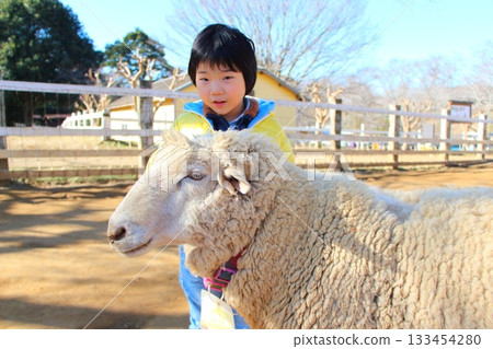Boy interacting with sheep 133454280