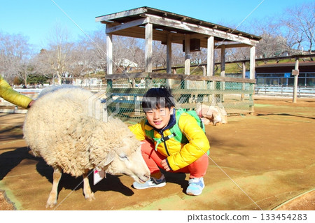 Boy interacting with sheep 133454283