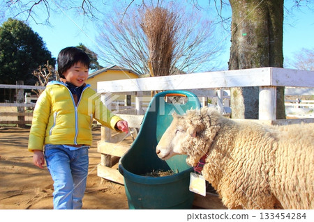 Boy interacting with sheep Boy interacting with sheep 133454284