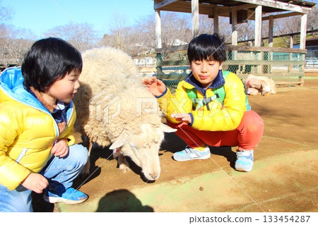 Brothers interacting with sheep Brothers interacting with sheep 133454287