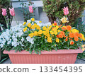 Mixed plantings in a pot, autumn 133454395
