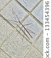 Stick insects in Tokyo 133454396