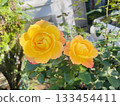 Anne Frank's Rose, Autumn Bloom 133454411