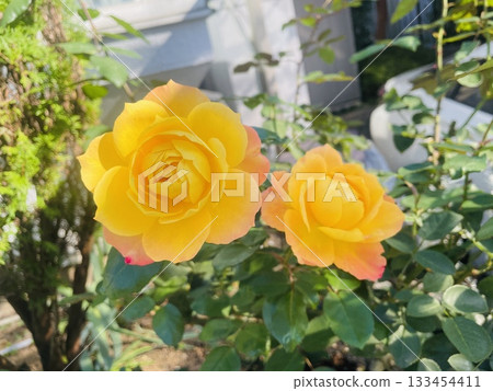 Anne Frank's Rose, Autumn Bloom Anne Frank's Rose, Autumn Bloom 133454411