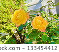 Anne Frank's Rose, Autumn 133454412
