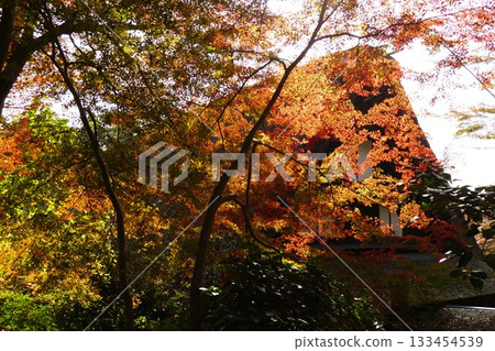 Maple Gassho House Maple Gassho House 133454539